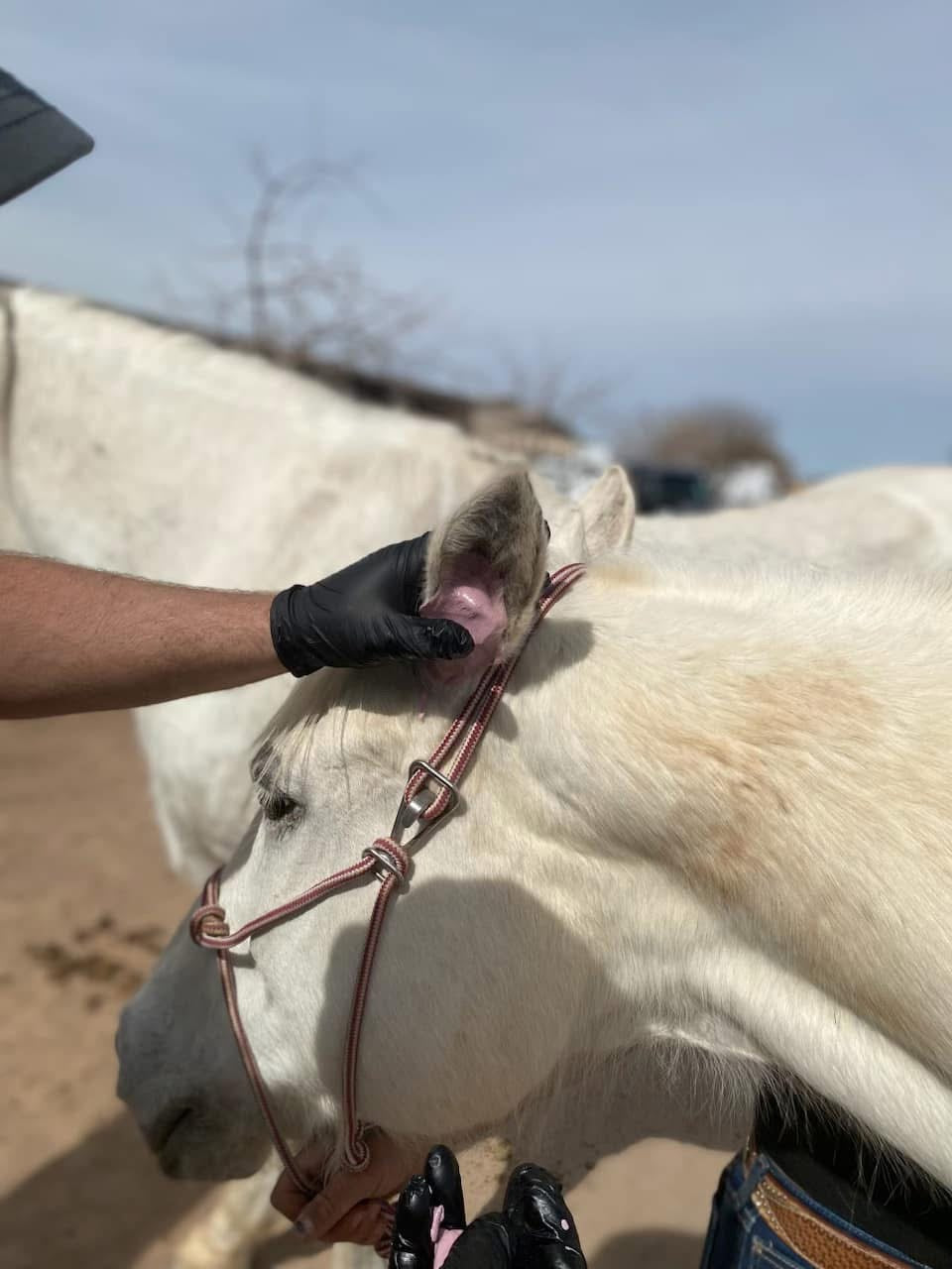 Signature Collection